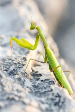 Green praying mantis Stock Photos
