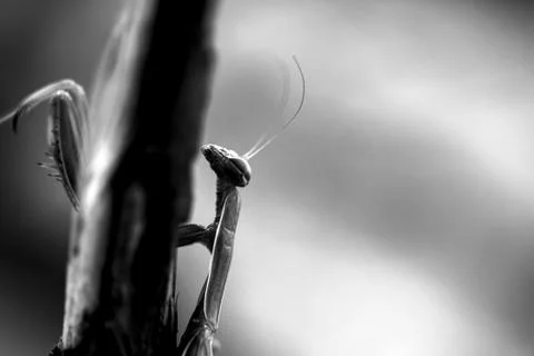 Green praying mantis Stock Photos
