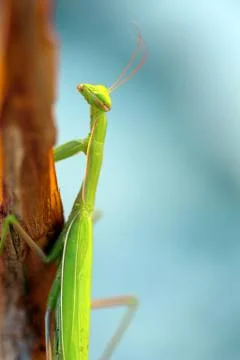 Green praying mantis Stock Photos