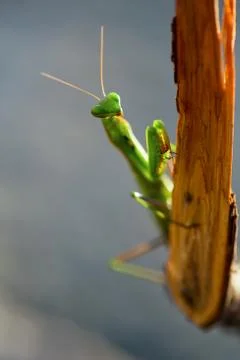 Green praying mantis Stock Photos