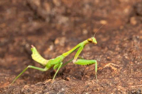 Green praying mantis Stock Photos