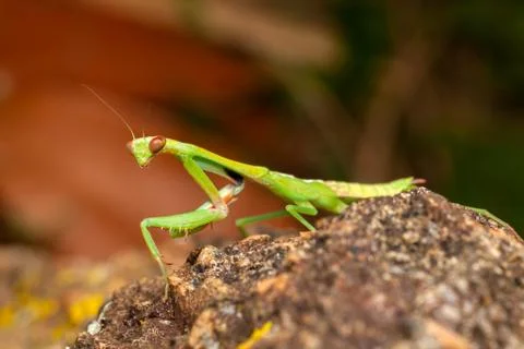 Green praying mantis Stock Photos