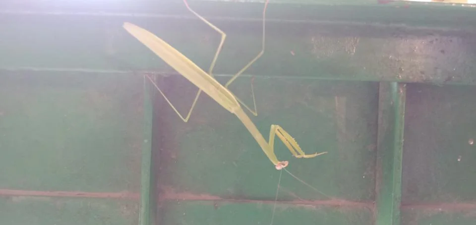 A Green Praying Mantis Stock-Fotos