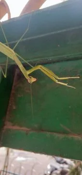 A Green Praying Mantis Stock Photos