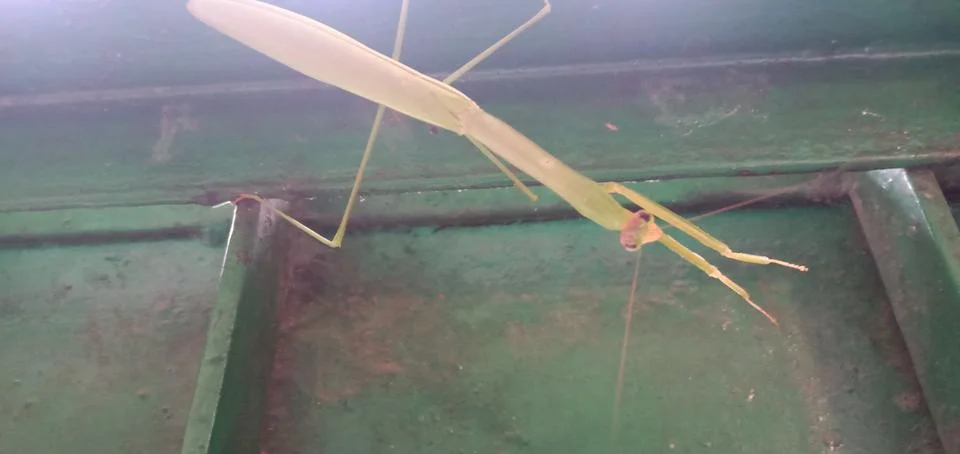A Green Praying Mantis Foto stock