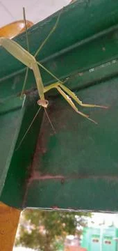 A Green Praying Mantis Stock Photos