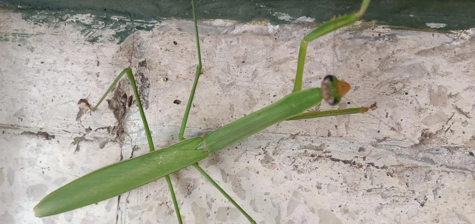 A Green Praying Mantis Stock-Fotos