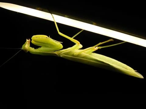 Green praying mantis Foto stock