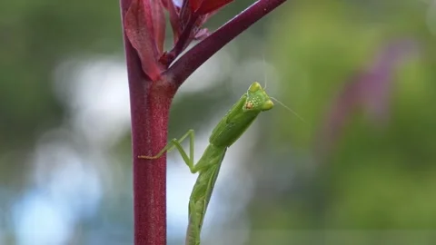 Green Praying Mantis Positioned On A Plant Stem - Close Up Stock Footage 332097605