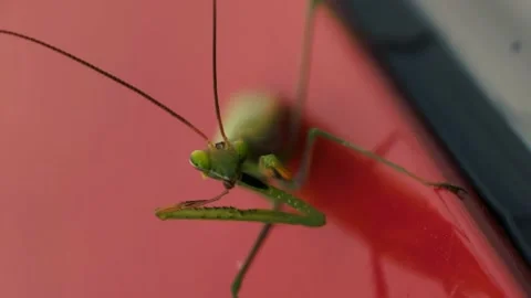 Green praying mantis on red background cleaning its paw Stock Footage 318074580