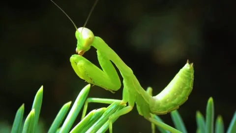  Green Praying Mantis Resting on Leaf Stock Footage 322548924