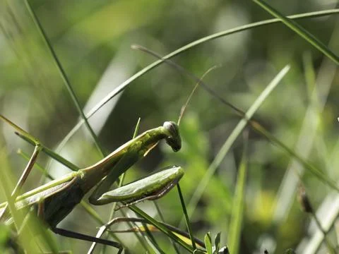 Green praying mantis rests on grass blades Stock Photos