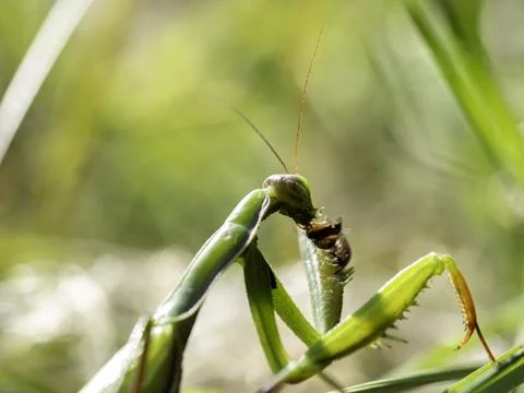 Green praying mantis rests on grass blades Stock Photos