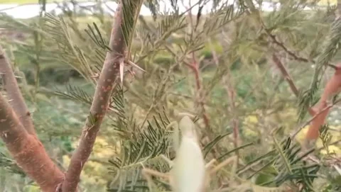 A green praying mantis rests peacefully on a tree branch. Stock Footage 323377607