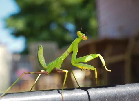 Green praying mantis. Selective focus. Foto stock
