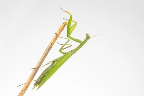 Green praying mantis sits on a tree branch on a white background. insect pr.. Stock Photos