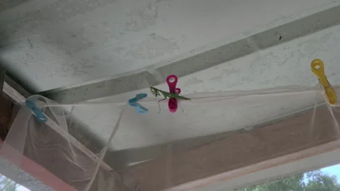 Green Praying Mantis Sitting On A Laundry Clip Window Curtains Breeze While Video stock 345645503