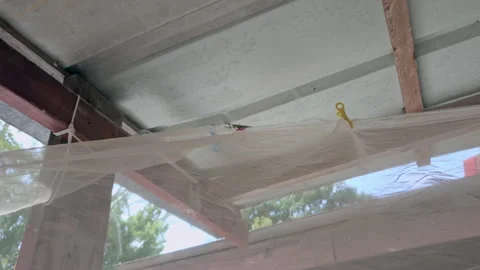Green Praying Mantis Sitting On A Laundry Clip Window Curtains Breeze While Video stock 345648707