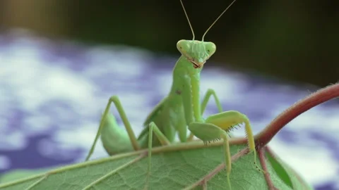 A green praying mantis is sitting on a leaf Stock Footage 320001884