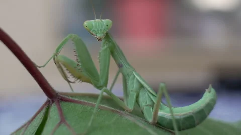 A green praying mantis is sitting on a leaf Stock Footage 320002863