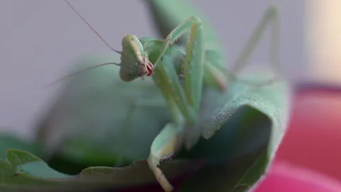 A green praying mantis is sitting on a leaf Stock Footage 327025649