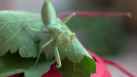 A green praying mantis is sitting on a leaf 스톡 동영상 327025725