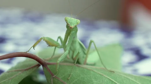 A green praying mantis is sitting on a leaf Video stock 327025927
