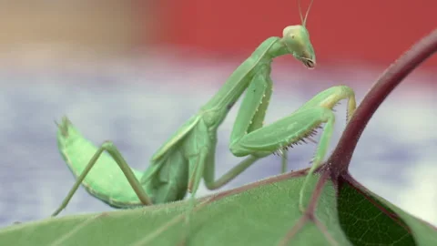 A green praying mantis is sitting on a leaf Stock Footage 327026090