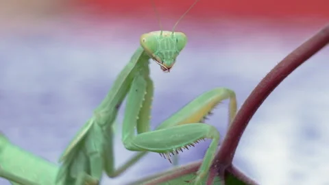 A green praying mantis is sitting on a leaf Video stock 327026325