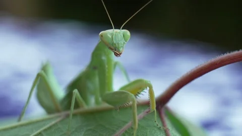 A green praying mantis is sitting on a leaf Vidéo 327026551