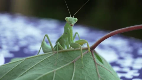 A green praying mantis is sitting on a leaf 스톡 동영상 327026864