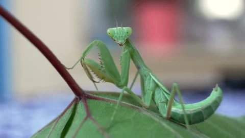 A green praying mantis is sitting on a leaf 库存影片 327027222
