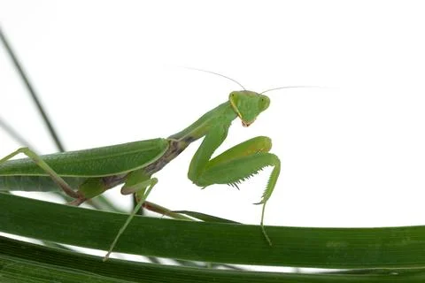 Green praying mantis sitting on leaf watching Stock Photos