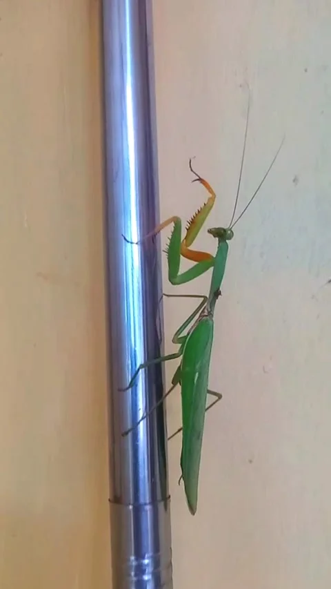 Green Praying Mantis Slowly Climbing Slippery Broom Handle to the Top Vidéo 343060501
