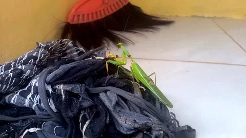 Green Praying Mantis Slowly Climbing Pile of Cloths 스톡 동영상 343060773