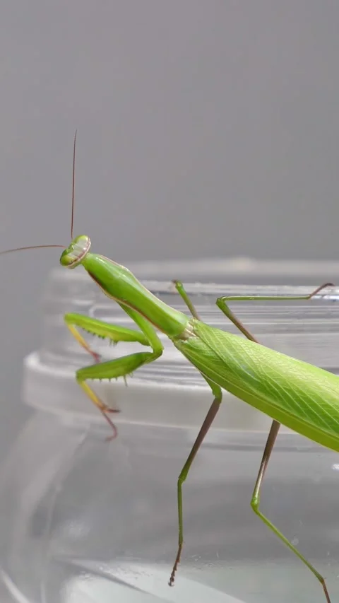 Green praying mantis slowly crawling on a transparent glass jar, its large Stock Footage 341283092