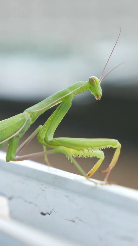 Green praying mantis slowly walking on a white railing in an urban environment Stock Footage 341282931