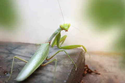 Green praying mantis is standing and looking at the camera. Habitat. Wild l.. Stock Photos