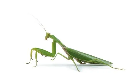 Green praying mantis standing on white background Stock Photos