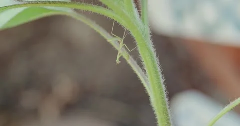 Green praying mantis on stem of plant Stock Footage 295456871