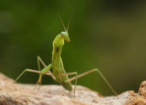 Green praying mantis on a stone Stock Photos