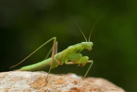 Green praying mantis on a stone Stock Photos