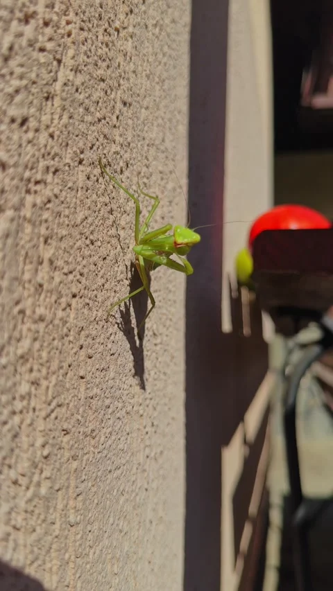 Green Praying Mantis on Textured Ground Stock Footage 317682901