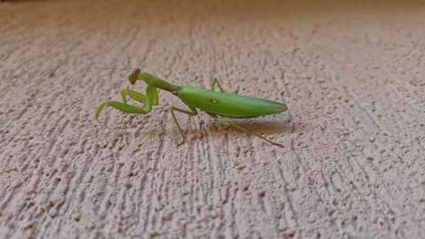 Green Praying Mantis on Textured Ground Stock Footage 317682946
