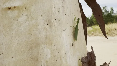 Green Praying Mantis on Tree Bark Australia. Stock Footage 333408854