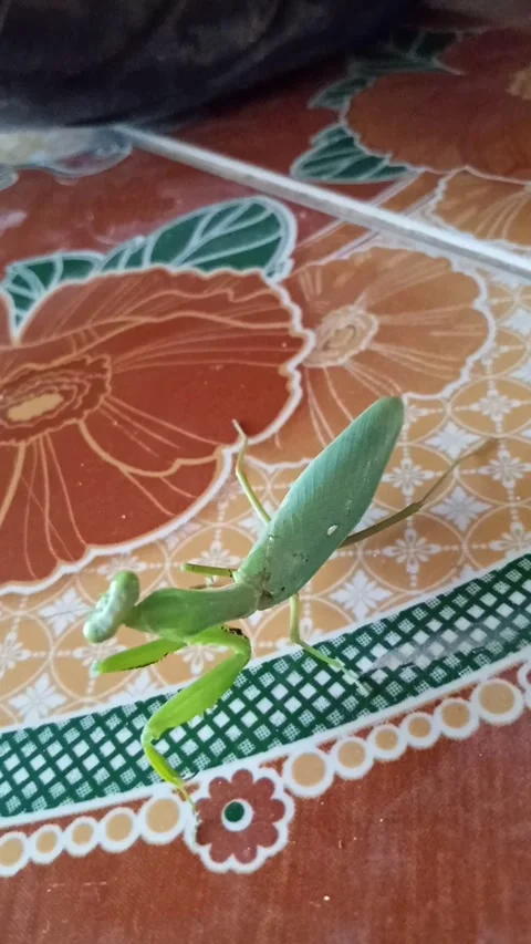 Green Praying Mantis Turning on Orange Floral Tile 스톡 동영상 337390301