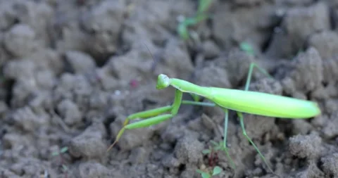 Green praying mantis walking on the ground Stock Footage 332642694