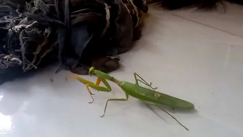 Green Praying Mantis Walking Slowly on Tile Toward a Cloth 스톡 동영상 343060790