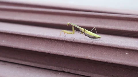 Green praying mantis walking slowly along a ridged brown surface outdoors Video stock 347183437
