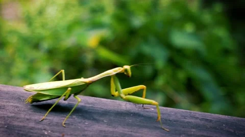 A green praying mantis is walking on the windowsill. Stock Footage 168466358